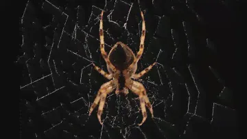 Beautiful Spider Web Build Time-lapse | BBC Earth